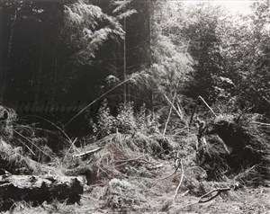 Image description is not available for 1986.024